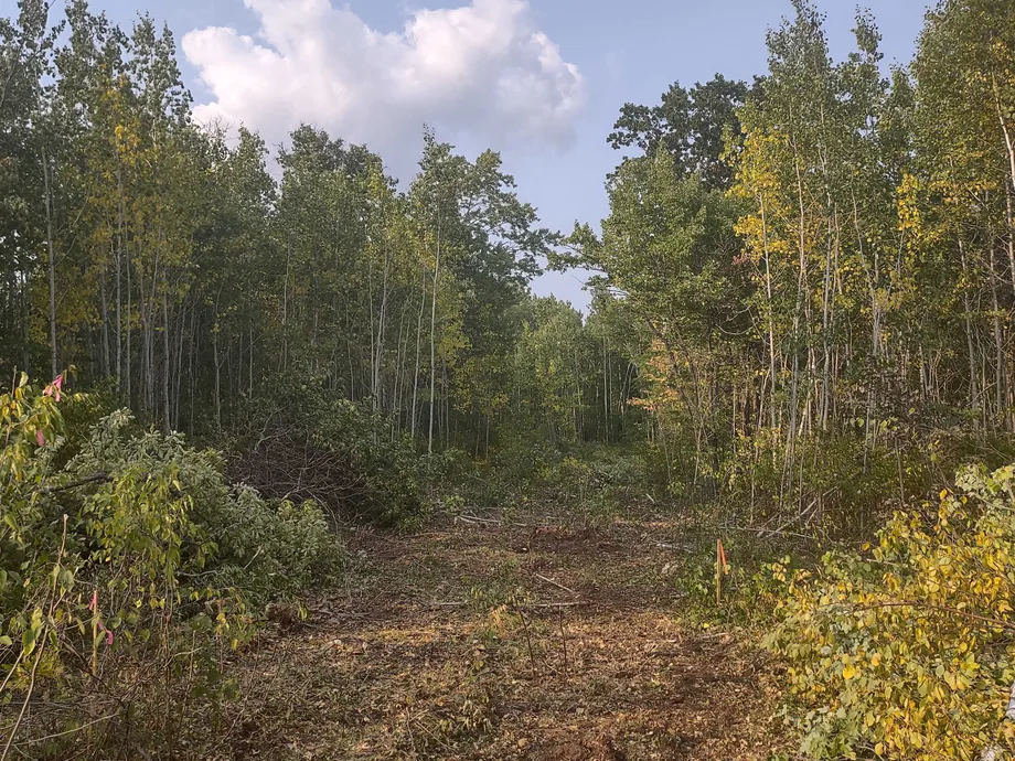 Cleared path cut through brush and young trees, land clearing